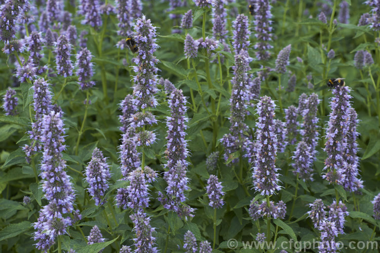 Anise Hyssop (<i>Agastache foeniculum</i> [syn. <i>Agastache anethiodora</i>]), an anise-scented North American perennial herb occasionally used in herbal teas and salads. Order: Lamiales, Family: Lamiaceae