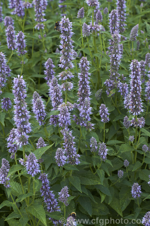 Anise Hyssop (<i>Agastache foeniculum</i> [syn. <i>Agastache anethiodora</i>]), an anise-scented North American perennial herb occasionally used in herbal teas and salads. Order: Lamiales, Family: Lamiaceae