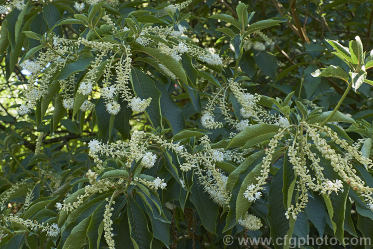 Japanese Clethra (<i>Clethra barbinervis</i>), a deciduous summer-flowering shrub or small tree up to 8m tall It is native to Japan and nearby parts of eastern China. clethra-2662htm'>Clethra. <a href='clethraceae-plant-family-photoshtml'>Clethraceae</a>.