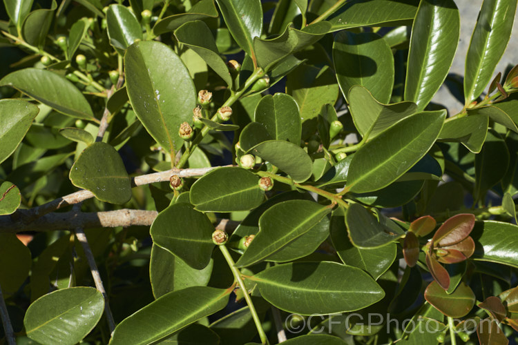 Cattley. Guava, Strawberry Guava or Cherry Guava (<i>Psidium cattleianum [syn. Psidium cattleyanum]), an evergreen shrub native to Brazil. Its small creamy white flowers, which often brown almost as soon as they open, develop into sweet, red or yellow, edible fruits. This species can be very invasive in mild climates and although widely cultivated, it also has the potential to be a serious weed. psidium-3510htm'>Psidium. .