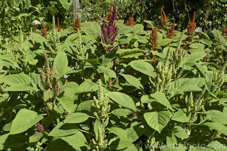 Amaranthus 'Sunset Dwarf', a hybrid strain of small grain amaranths derived mainly from Amaranthus cruentus, a pseudocereal native to Central America. Its flower- and seedheads show a range of colours from very pale, through gold to red and the plants are less than 1m tall Order: Caryophyllales, Family: Amaranthaceae