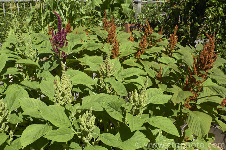 Amaranthus 'Sunset Dwarf', a hybrid strain of small grain amaranths derived mainly from Amaranthus cruentus, a pseudocereal native to Central America. Its flower- and seedheads show a range of colours from very pale, through gold to red and the plants are less than 1m tall Order: Caryophyllales, Family: Amaranthaceae