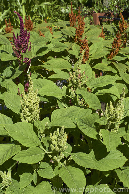 Amaranthus 'Sunset Dwarf', a hybrid strain of small grain amaranths derived mainly from Amaranthus cruentus, a pseudocereal native to Central America. Its flower- and seedheads show a range of colours from very pale, through gold to red and the plants are less than 1m tall Order: Caryophyllales, Family: Amaranthaceae