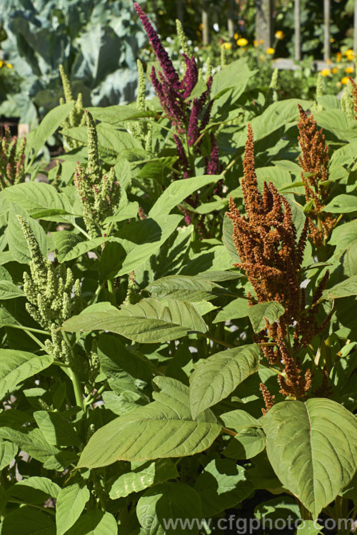 Amaranthus 'Sunset Dwarf', a hybrid strain of small grain amaranths derived mainly from Amaranthus cruentus, a pseudocereal native to Central America. Its flower- and seedheads show a range of colours from very pale, through gold to red and the plants are less than 1m tall Order: Caryophyllales, Family: Amaranthaceae