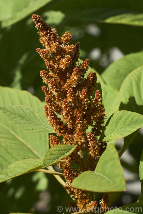 Amaranthus 'Sunset Dwarf', a hybrid strain of small grain amaranths derived mainly from Amaranthus cruentus, a pseudocereal native to Central America. Its flower- and seedheads show a range of colours from very pale, through gold to red and the plants are less than 1m tall Order: Caryophyllales, Family: Amaranthaceae