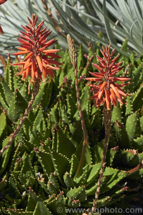 Gold-tooth. Aloe (<i>Aloe perfoliata</i>), a form of the species formerly known as Aloe mitriformis, which has now been incorporated with several other similar species into Aloe perfoliata. It is a low, evergreen, rosette-forming succulent native to the Cape region of South Africa. It is a spreading plant that can eventually grow to around 2m across. The flowers are orange-red and borne on stems up to 40cm tall. The leaves are edged and studded with yellow teeth. Order: Asparagales, Family: Asphodelaceae