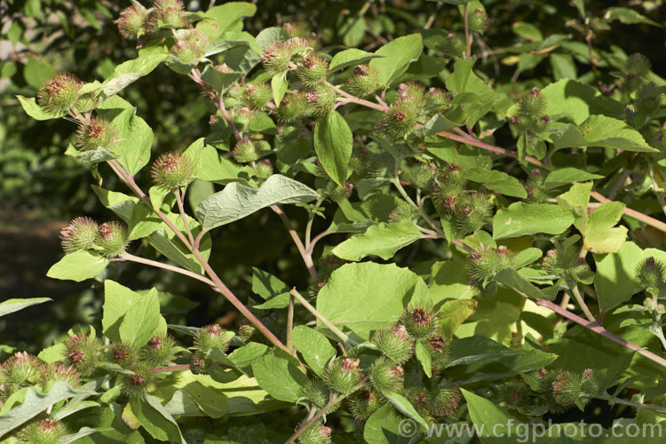 Great Burdock or Giant Burdock (<i>Arctium lappa</i>), a 15-18m high Eurasian biennial widely used as a medicinal herb, primarily for skin diseases. It also has edible leaves. This image shows the flowerheads that quickly become seedheads and which are covered with hooked spines that aid their distribution. Order: Asterales, Family: Asteraceae