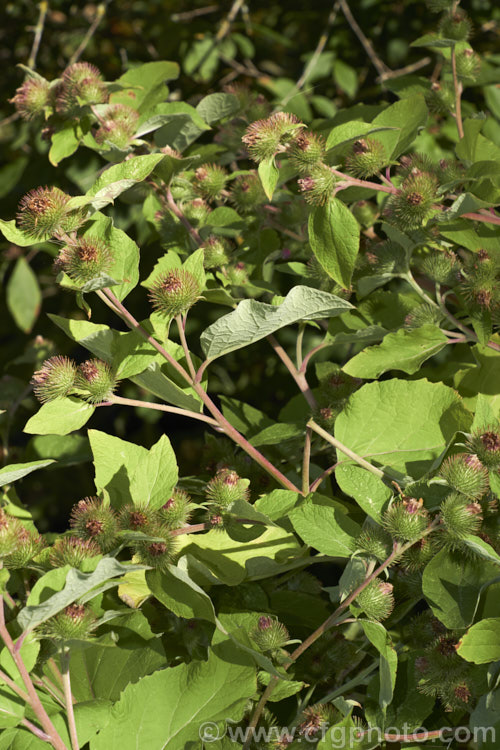 Great Burdock or Giant Burdock (<i>Arctium lappa</i>), a 15-18m high Eurasian biennial widely used as a medicinal herb, primarily for skin diseases. It also has edible leaves. This image shows the flowerheads that quickly become seedheads and which are covered with hooked spines that aid their distribution. Order: Asterales, Family: Asteraceae