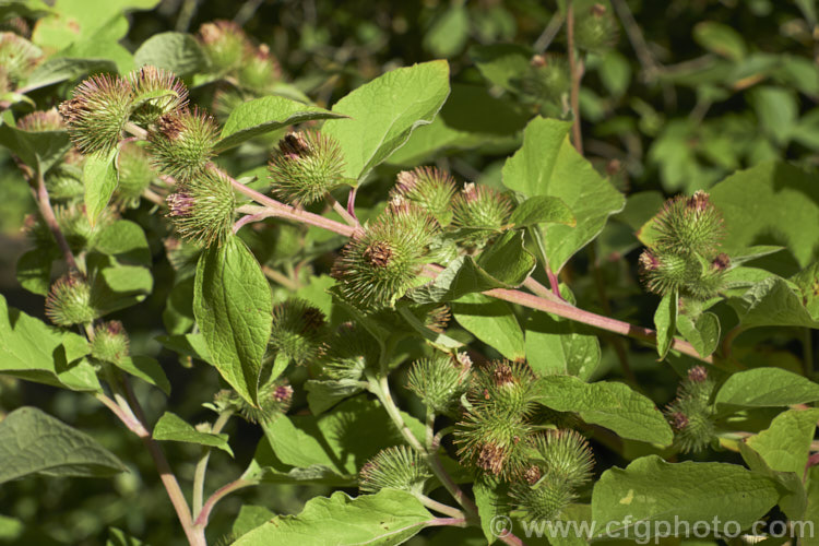 Great Burdock or Giant Burdock (<i>Arctium lappa</i>), a 15-18m high Eurasian biennial widely used as a medicinal herb, primarily for skin diseases. It also has edible leaves. This image shows the flowerheads that quickly become seedheads and which are covered with hooked spines that aid their distribution. Order: Asterales, Family: Asteraceae