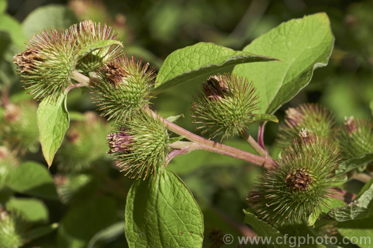 Great Burdock or Giant Burdock (<i>Arctium lappa</i>), a 15-18m high Eurasian biennial widely used as a medicinal herb, primarily for skin diseases. It also has edible leaves. This image shows the flowerheads that quickly become seedheads and which are covered with hooked spines that aid their distribution. Order: Asterales, Family: Asteraceae