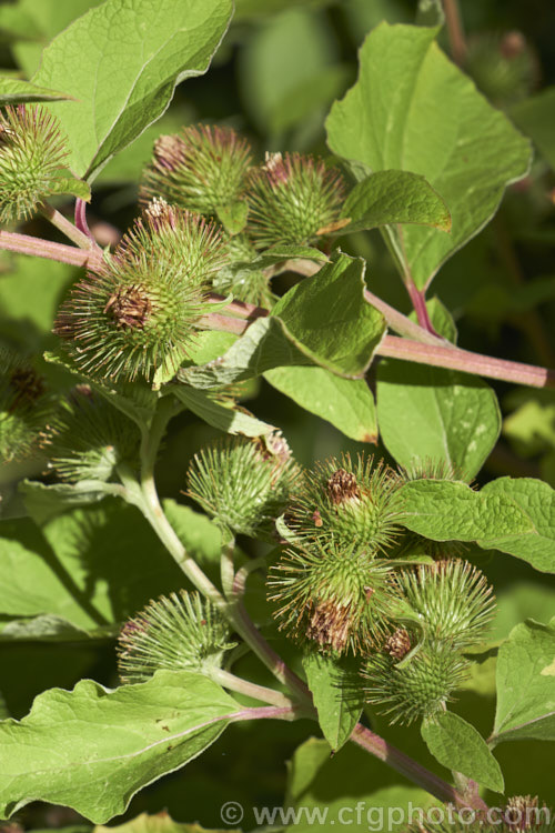 Great Burdock or Giant Burdock (<i>Arctium lappa</i>), a 15-18m high Eurasian biennial widely used as a medicinal herb, primarily for skin diseases. It also has edible leaves. This image shows the flowerheads that quickly become seedheads and which are covered with hooked spines that aid their distribution. Order: Asterales, Family: Asteraceae