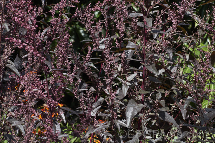 Red Orach or Red Mountain Spinach (<i>Atriplex hortensis 'Rubra'), a purple-red-leafed cultivar of a widely naturalised Eurasian annual that is grown as a vegetable and used in the manner of spinach. The species has a tendency to have red-tinted leaves and 'Rubra' is a selected form that emphasises this feature. Although it resembles. Chenopodium and was for many years in the goosefoot family (<i>Chenopodiaceae</i>), it is now considered to be part of the Amaranthaceae. atriplex-3513htm'>Atriplex. Order: Caryophyllales, Family: Amaranthaceae