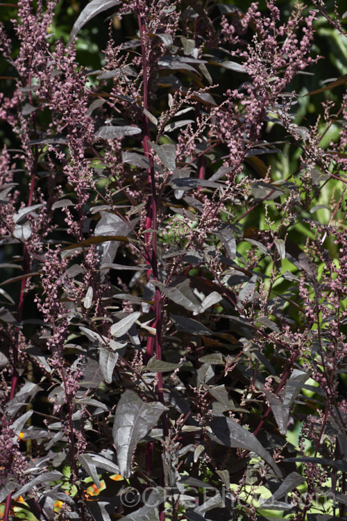 Red Orach or Red Mountain Spinach (<i>Atriplex hortensis 'Rubra'), a purple-red-leafed cultivar of a widely naturalised Eurasian annual that is grown as a vegetable and used in the manner of spinach. The species has a tendency to have red-tinted leaves and 'Rubra' is a selected form that emphasises this feature. Although it resembles. Chenopodium and was for many years in the goosefoot family (<i>Chenopodiaceae</i>), it is now considered to be part of the Amaranthaceae. atriplex-3513htm'>Atriplex. Order: Caryophyllales, Family: Amaranthaceae