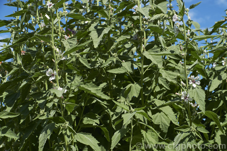 Marsh. Mallow or White Mallow (<i>Althaea officinalis</i>), 2m tall summer-flowering European perennial. The flowers open very pale mauve but soon fade to near white. Pink-flowered forms are common. Marsh. Mallow is widely used in herbal medicines. althaea-2323htm'>Althaea.