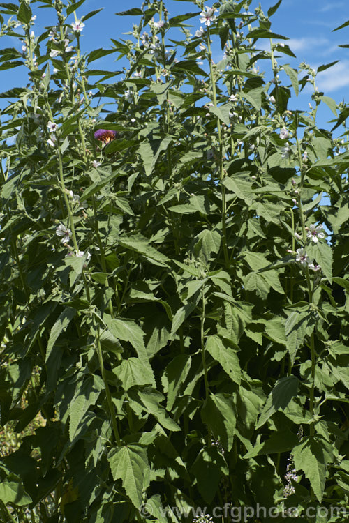 Marsh. Mallow or White Mallow (<i>Althaea officinalis</i>), 2m tall summer-flowering European perennial. The flowers open very pale mauve but soon fade to near white. Pink-flowered forms are common. Marsh. Mallow is widely used in herbal medicines. althaea-2323htm'>Althaea.