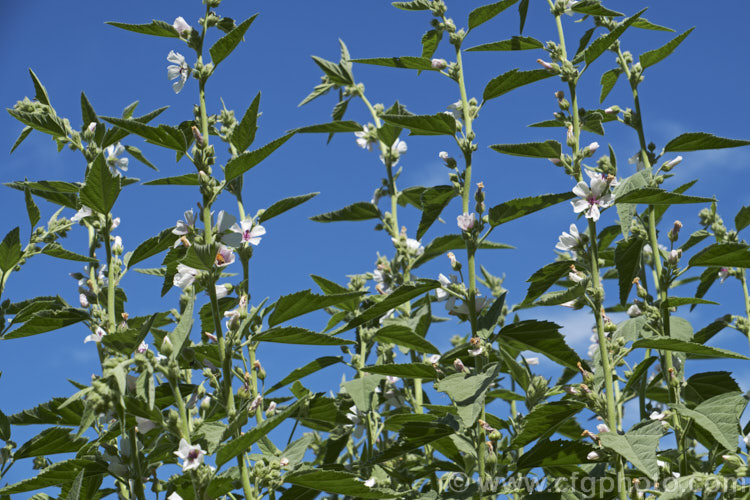 Marsh. Mallow or White Mallow (<i>Althaea officinalis</i>), 2m tall summer-flowering European perennial. The flowers open very pale mauve but soon fade to near white. Pink-flowered forms are common. Marsh. Mallow is widely used in herbal medicines. althaea-2323htm'>Althaea.