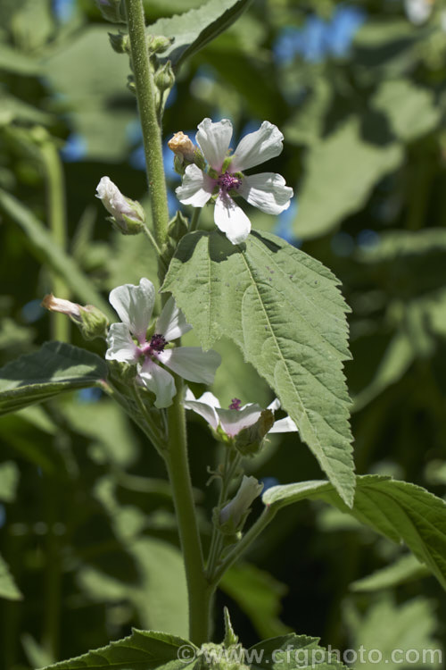 Marsh. Mallow or White Mallow (<i>Althaea officinalis</i>), 2m tall summer-flowering European perennial. The flowers open very pale mauve but soon fade to near white. Pink-flowered forms are common. Marsh. Mallow is widely used in herbal medicines. althaea-2323htm'>Althaea.