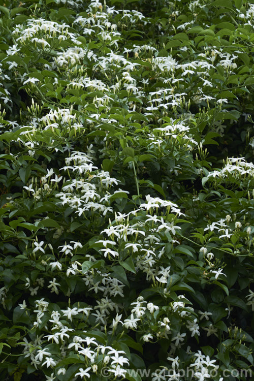 Azores. Jasmine (<i>Jasminum azoricum</i>), a sweetly scented, summer-flowering shrub or scrambling climber native to the Azores. It is rather frost tender but does well in any mild temperate to subtropical climate. jasminum-2201htm'>Jasminum. <a href='oleaceae-plant-family-photoshtml'>Oleaceae</a>.