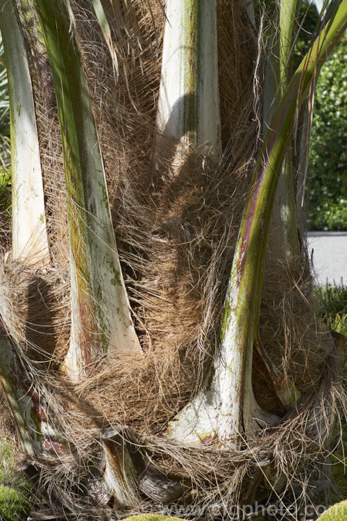 The fibre-covered frond bases and trunk of the Bolivian. Mountain Coconut or Palma de Pasobaya (<i>Parajubaea torallyi</i>), a feather palm endemic to Bolivia where it grows at elevations of 2400-3400m. It is surprisingly frost hardy despite its tropical appearance and it large coconut-like fruits are a feature of mature plants, which can be up to 13m tall parajubaea-2475htm'>Parajubaea.