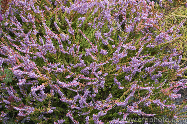 Calluna vulgaris 'Golden Feather', a very distinctive heather cultivar sprays of yellow-green summer foliage that become a rich golden yellow in winter. A few branches show pinkish-red colour as well. It has a low, spreading habit and small mauve flowers in late summer to autumn. calluna-2108htm'>Calluna. Order: Ericales, Family: Ericaceae