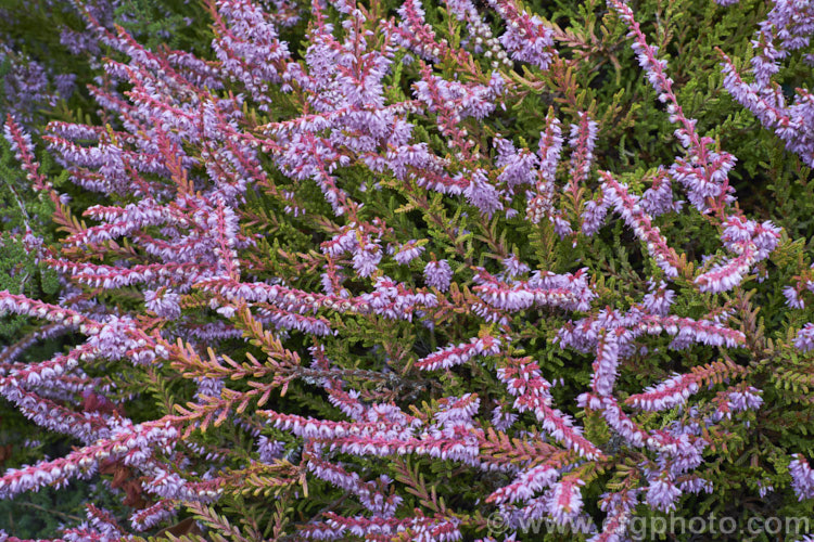 Calluna vulgaris 'Golden Feather', a very distinctive heather cultivar sprays of yellow-green summer foliage that become a rich golden yellow in winter. A few branches show pinkish-red colour as well. It has a low, spreading habit and small mauve flowers in late summer to autumn. calluna-2108htm'>Calluna. Order: Ericales, Family: Ericaceae