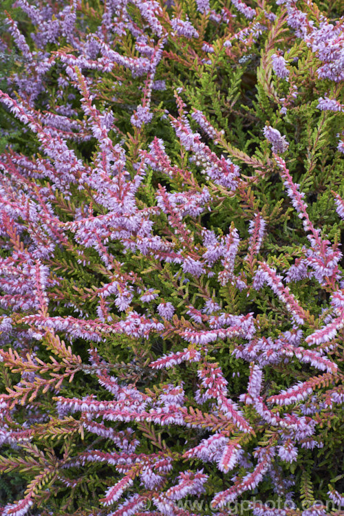 Calluna vulgaris 'Golden Feather', a very distinctive heather cultivar sprays of yellow-green summer foliage that become a rich golden yellow in winter. A few branches show pinkish-red colour as well. It has a low, spreading habit and small mauve flowers in late summer to autumn. calluna-2108htm'>Calluna. Order: Ericales, Family: Ericaceae