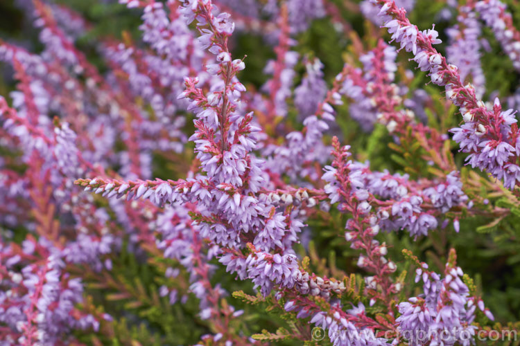 Calluna vulgaris 'Golden Feather', a very distinctive heather cultivar sprays of yellow-green summer foliage that become a rich golden yellow in winter. A few branches show pinkish-red colour as well. It has a low, spreading habit and small mauve flowers in late summer to autumn. calluna-2108htm'>Calluna. Order: Ericales, Family: Ericaceae