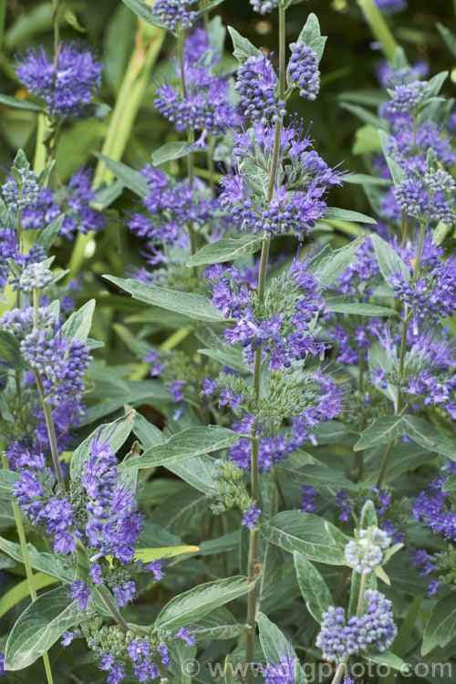 Bluebeard or Blue Spiraea (<i>Caryopteris x clandonensis [Caryopteris incana x Caryopteris mongholica]), a 15m tall, summer-flowering deciduous shrub that is a hybrid between two northAsian species. caryopteris-2771htm'>Caryopteris.