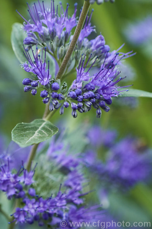 Bluebeard or Blue Spiraea (<i>Caryopteris x clandonensis [Caryopteris incana x Caryopteris mongholica]), a 15m tall, summer-flowering deciduous shrub that is a hybrid between two northAsian species. caryopteris-2771htm'>Caryopteris.