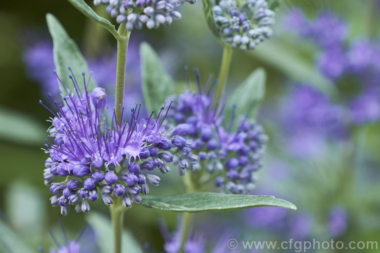 Bluebeard or Blue Spiraea (<i>Caryopteris x clandonensis [Caryopteris incana x Caryopteris mongholica]), a 15m tall, summer-flowering deciduous shrub that is a hybrid between two northAsian species. caryopteris-2771htm'>Caryopteris.