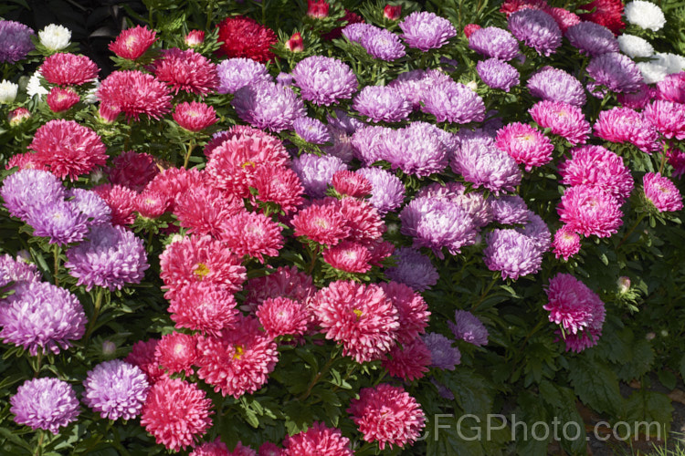 Bedding Aster or China. Aster (<i>Callistephus chinensis</i>), a long-flowering annual daisy native. China and Korea. The wild species has been developed into a wide range of garden forms such as this, mostly with large, showy flowerheads. callistephus-3515htm'>Callistephus.