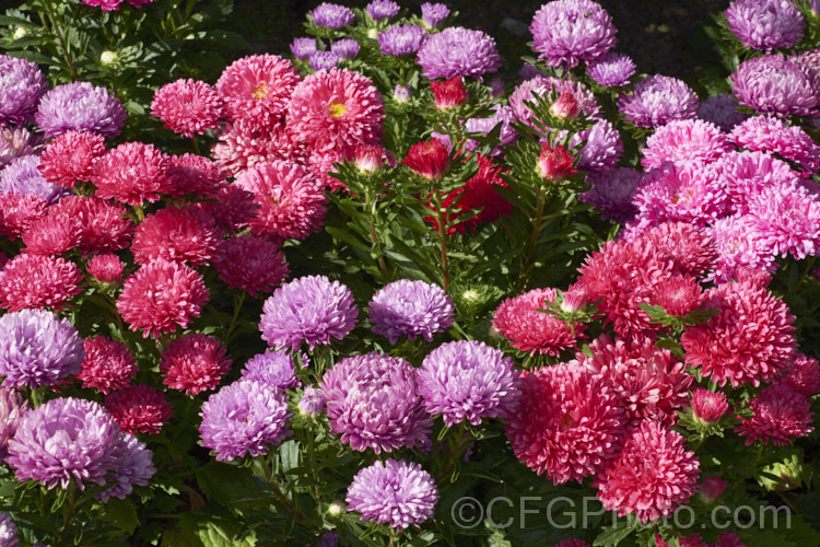 Bedding Aster or China. Aster (<i>Callistephus chinensis</i>), a long-flowering annual daisy native. China and Korea. The wild species has been developed into a wide range of garden forms such as this, mostly with large, showy flowerheads. callistephus-3515htm'>Callistephus.