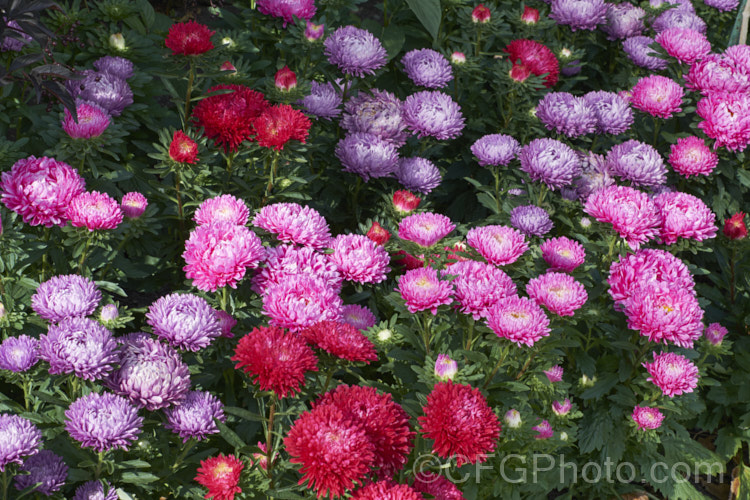 Bedding Aster or China. Aster (<i>Callistephus chinensis</i>), a long-flowering annual daisy native. China and Korea. The wild species has been developed into a wide range of garden forms such as this, mostly with large, showy flowerheads. callistephus-3515htm'>Callistephus.