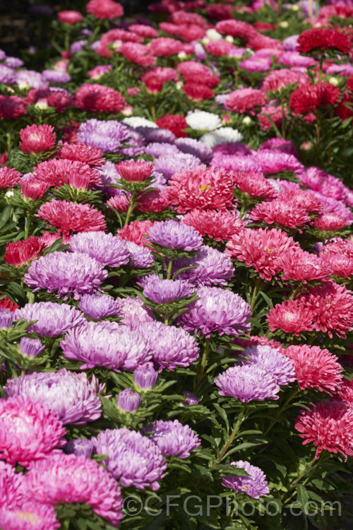 Bedding Aster or China. Aster (<i>Callistephus chinensis</i>), a long-flowering annual daisy native. China and Korea. The wild species has been developed into a wide range of garden forms such as this, mostly with large, showy flowerheads. callistephus-3515htm'>Callistephus.