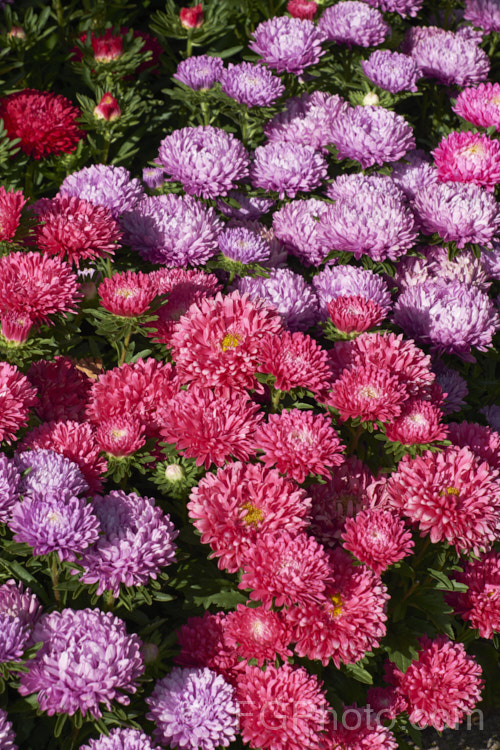 Bedding Aster or China. Aster (<i>Callistephus chinensis</i>), a long-flowering annual daisy native. China and Korea. The wild species has been developed into a wide range of garden forms such as this, mostly with large, showy flowerheads. callistephus-3515htm'>Callistephus.