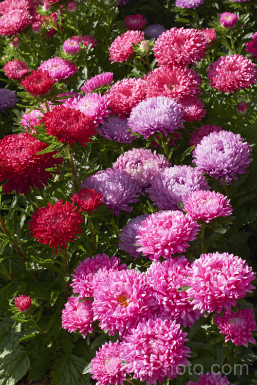 Bedding Aster or China. Aster (<i>Callistephus chinensis</i>), a long-flowering annual daisy native. China and Korea. The wild species has been developed into a wide range of garden forms such as this, mostly with large, showy flowerheads. callistephus-3515htm'>Callistephus.