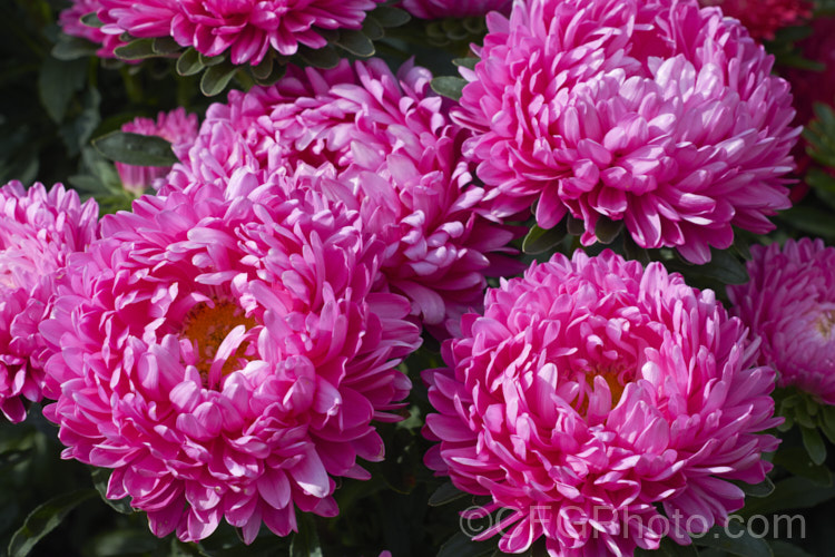 Bedding Aster or China. Aster (<i>Callistephus chinensis</i>), a long-flowering annual daisy native. China and Korea. The wild species has been developed into a wide range of garden forms such as this, mostly with large, showy flowerheads. callistephus-3515htm'>Callistephus.