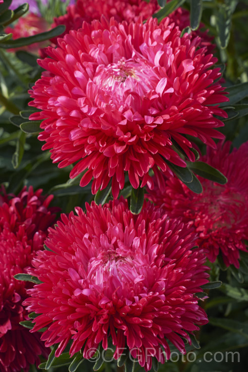 Bedding Aster or China. Aster (<i>Callistephus chinensis</i>), a long-flowering annual daisy native. China and Korea. The wild species has been developed into a wide range of garden forms such as this, mostly with large, showy flowerheads. callistephus-3515htm'>Callistephus.