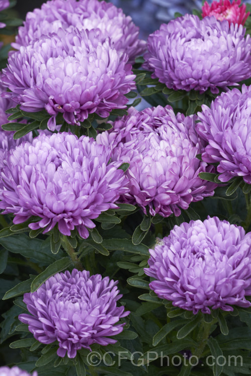 Bedding Aster or China. Aster (<i>Callistephus chinensis</i>), a long-flowering annual daisy native. China and Korea. The wild species has been developed into a wide range of garden forms such as this, mostly with large, showy flowerheads. callistephus-3515htm'>Callistephus.