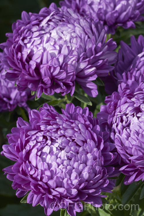 Bedding Aster or China. Aster (<i>Callistephus chinensis</i>), a long-flowering annual daisy native. China and Korea. The wild species has been developed into a wide range of garden forms such as this, mostly with large, showy flowerheads. callistephus-3515htm'>Callistephus.