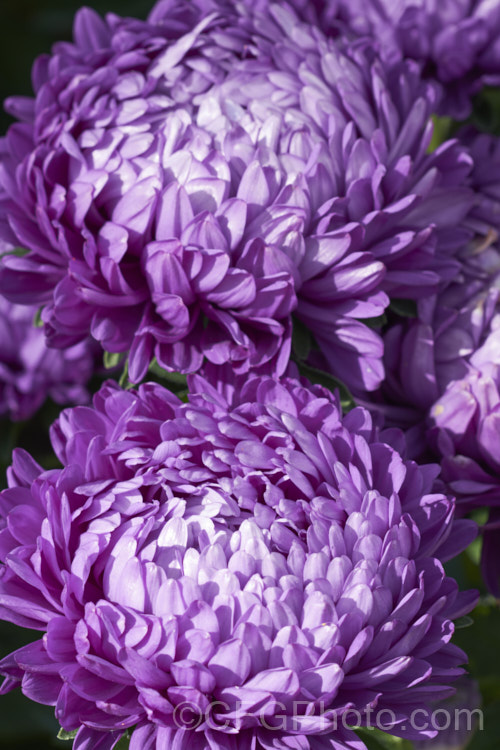 Bedding Aster or China. Aster (<i>Callistephus chinensis</i>), a long-flowering annual daisy native. China and Korea. The wild species has been developed into a wide range of garden forms such as this, mostly with large, showy flowerheads. callistephus-3515htm'>Callistephus.