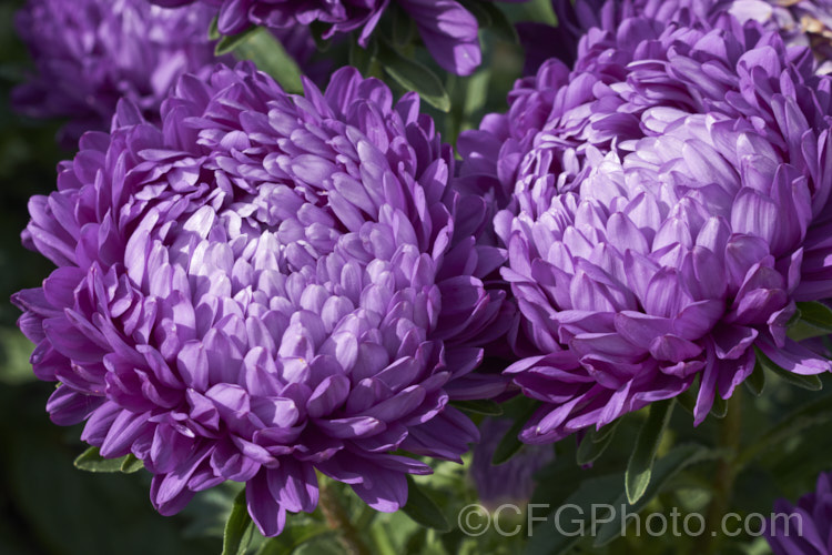 Bedding Aster or China. Aster (<i>Callistephus chinensis</i>), a long-flowering annual daisy native. China and Korea. The wild species has been developed into a wide range of garden forms such as this, mostly with large, showy flowerheads. callistephus-3515htm'>Callistephus.