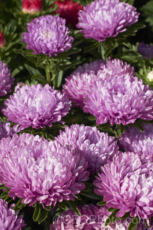 Bedding Aster or China. Aster (<i>Callistephus chinensis</i>), a long-flowering annual daisy native. China and Korea. The wild species has been developed into a wide range of garden forms such as this, mostly with large, showy flowerheads. callistephus-3515htm'>Callistephus.