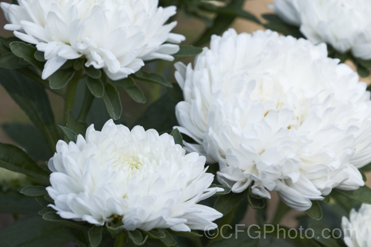 Bedding Aster or China. Aster (<i>Callistephus chinensis</i>), a long-flowering annual daisy native. China and Korea. The wild species has been developed into a wide range of garden forms such as this, mostly with large, showy flowerheads. callistephus-3515htm'>Callistephus.