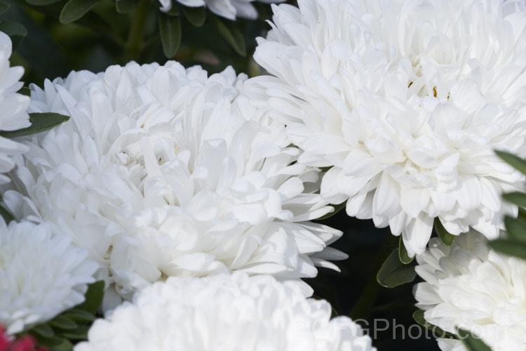 Bedding Aster or China. Aster (<i>Callistephus chinensis</i>), a long-flowering annual daisy native. China and Korea. The wild species has been developed into a wide range of garden forms such as this, mostly with large, showy flowerheads. callistephus-3515htm'>Callistephus.