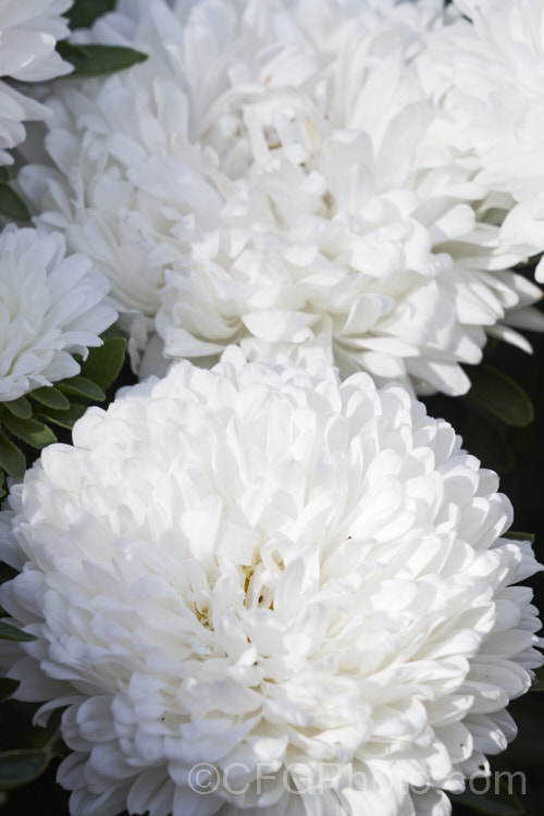 Bedding Aster or China. Aster (<i>Callistephus chinensis</i>), a long-flowering annual daisy native. China and Korea. The wild species has been developed into a wide range of garden forms such as this, mostly with large, showy flowerheads. callistephus-3515htm'>Callistephus.