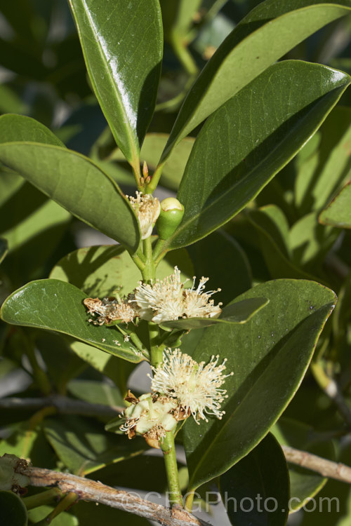 Cattley. Guava, Strawberry Guava or Cherry Guava (<i>Psidium cattleianum [syn. Psidium cattleyanum]), an evergreen shrub native to Brazil. Its small creamy white flowers, which often brown almost as soon as they open, develop into sweet, red or yellow, edible fruits. This species can be very invasive in mild climates and although widely cultivated, it also has the potential to be a serious weed. psidium-3510htm'>Psidium. .