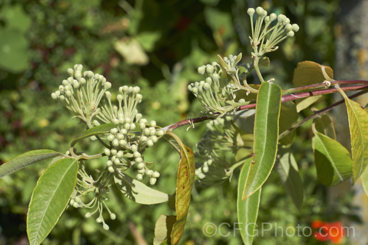 The young foliage and flowers of Lemon Myrtle (<i>Backhousia citriodora</i>), an aromatic evergreen tree native to Queensland, Australia. The foliage has a strong lemon scent. It is dried and used as culinary herb. The oil extracted from the leaves is used to produce citral and citronella. Sprays of filamentous cream flowers appear in summer. backhousia-3514htm'>Backhousia. .