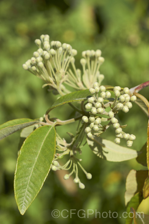 The young foliage and flowers of Lemon Myrtle (<i>Backhousia citriodora</i>), an aromatic evergreen tree native to Queensland, Australia. The foliage has a strong lemon scent. It is dried and used as culinary herb. The oil extracted from the leaves is used to produce citral and citronella. Sprays of filamentous cream flowers appear in summer. backhousia-3514htm'>Backhousia. .