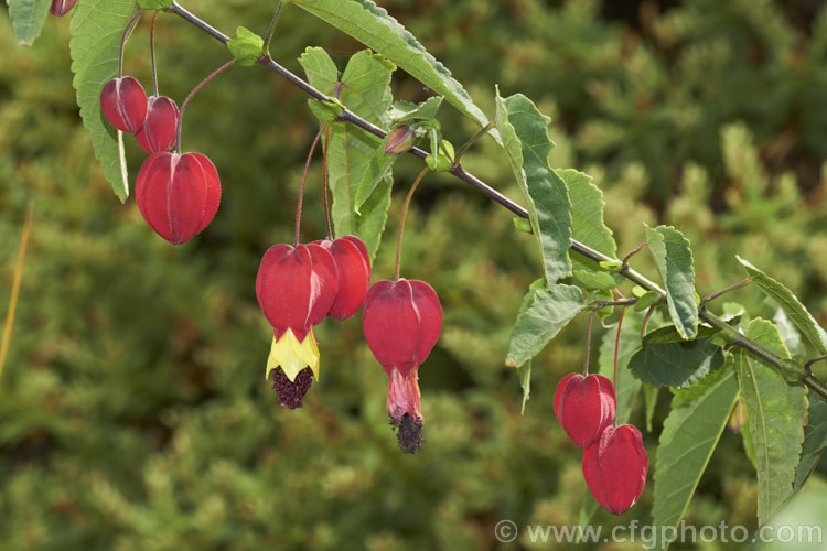 Trailing Abutilon (<i>(<i>Abutilon megapotamicum</i>), a rather untidy, spreading to semi-climbing, evergreen, summer-flowering, 2m high shrub native to Brazil. Order: Malvales, Family: Malvaceae